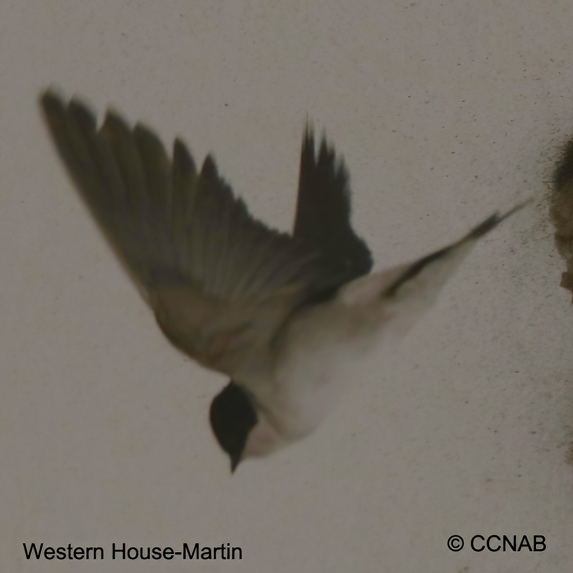 Birds of North America
