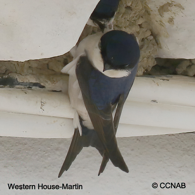 Birds of North America