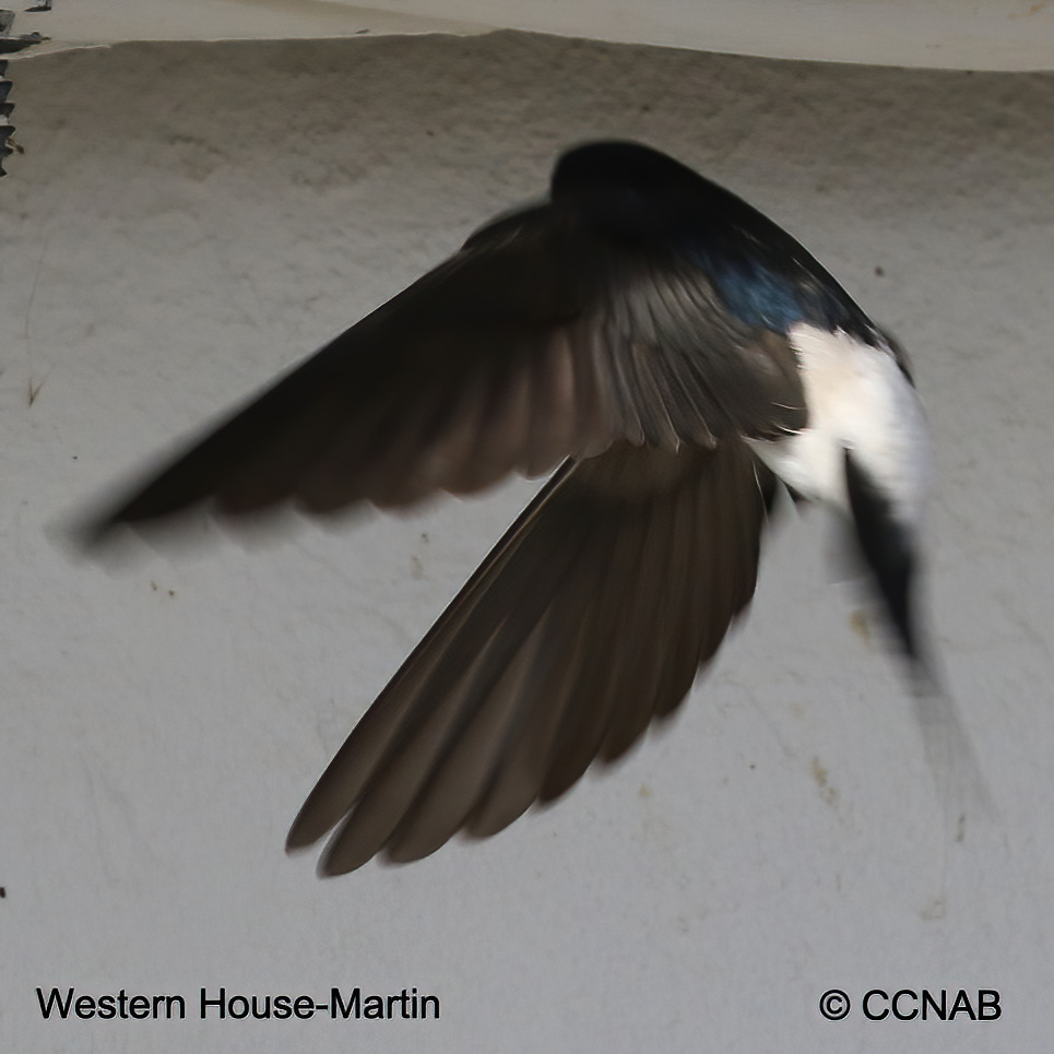 Birds of North America