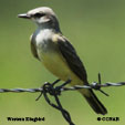 Western Kingbird songs and calls