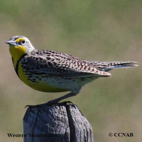Birds of North America