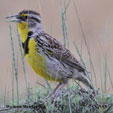Western Meadowlark songs and calls