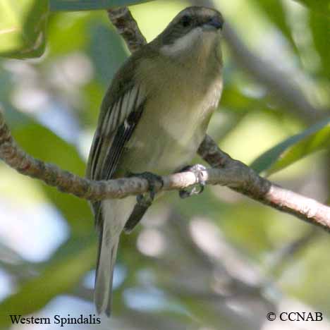 Birds of North America