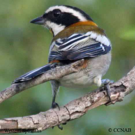 Birds of North America