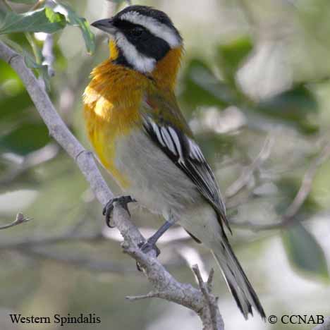 Birds of North America