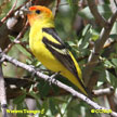 Western Tanager songs and calls