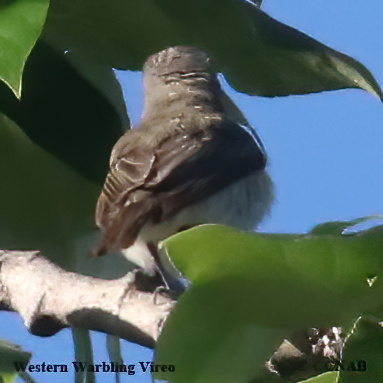Birds of North America