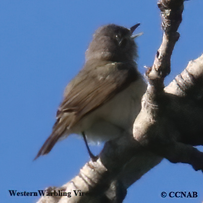 Birds of North America
