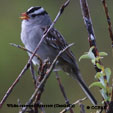 White-crowned Sparrow (Gambel's) songs and calls