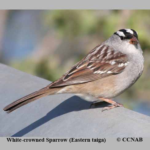 North American Sparrows