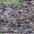 White-crowned Sparrow (taiga) songs and calls