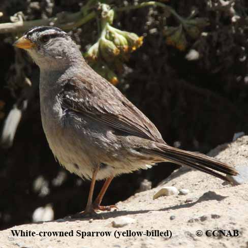 North American Sparrows