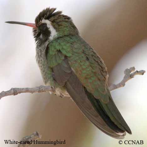 Birds of North America