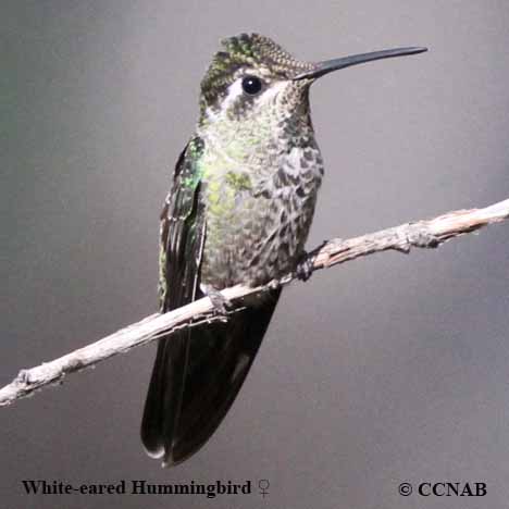 Birds of North America