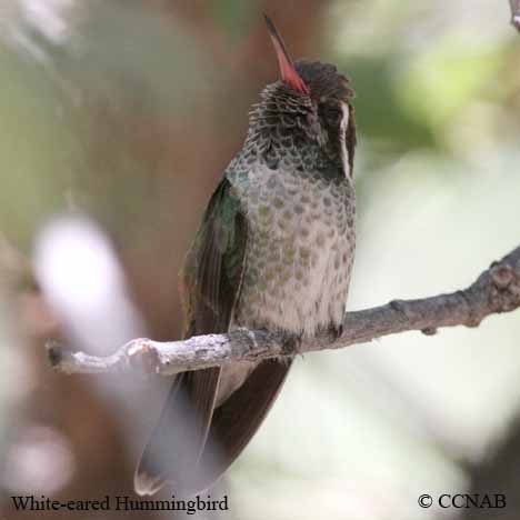 Birds of North America