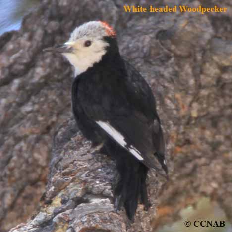 Birds of North America