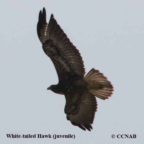 Birds of North America