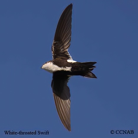 Birds of North America