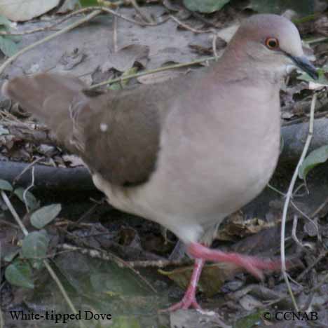Birds of North America
