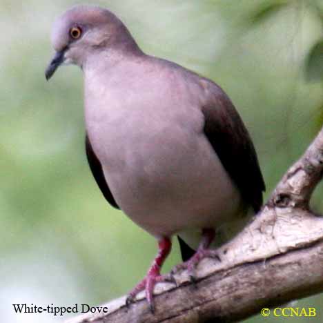 Birds of North America