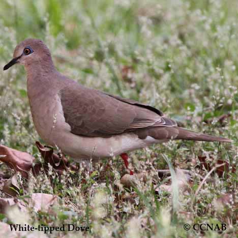 Birds of North America