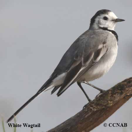 Birds of North America