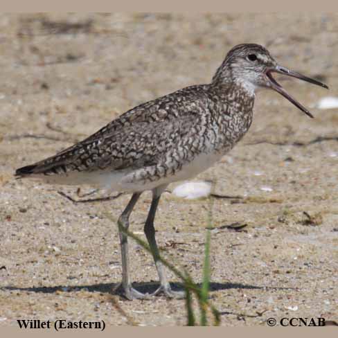 Willet