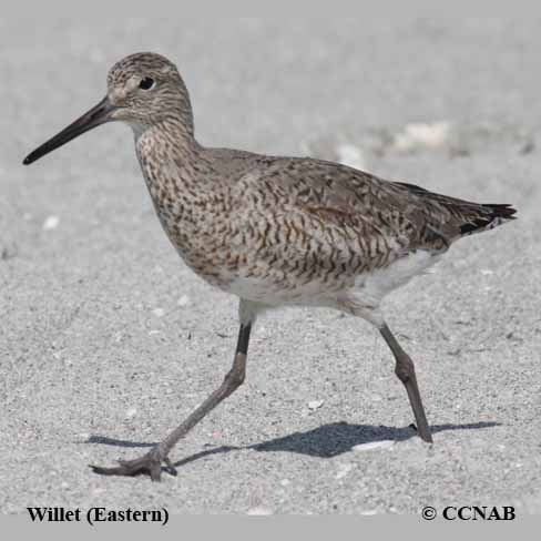 Birds of North America 