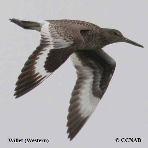 Birds of North America