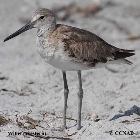 Birds of North America