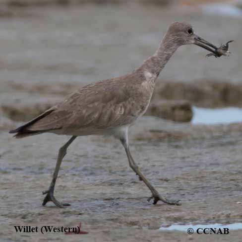 Birds of North America