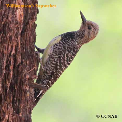 Birds of North America