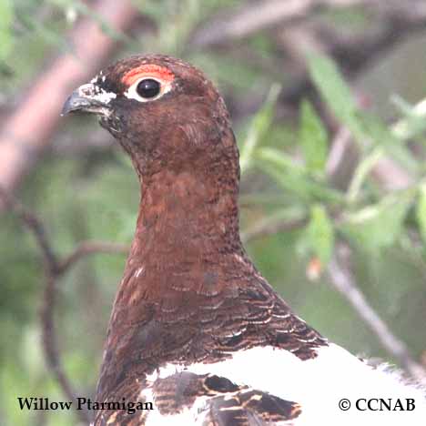 Birds of North America
