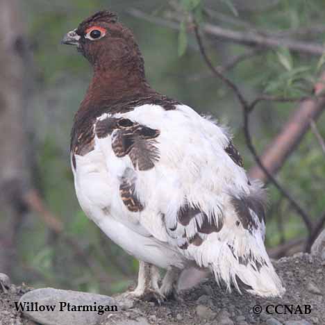 Birds of North America