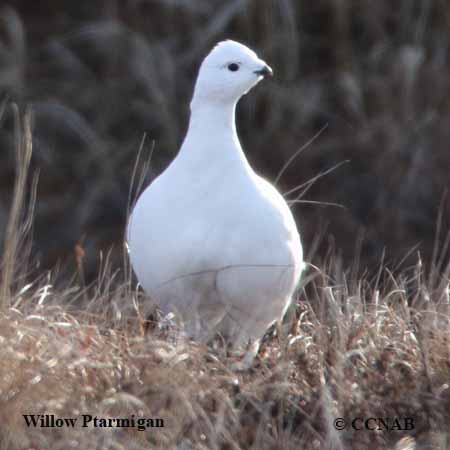 Birds of North America