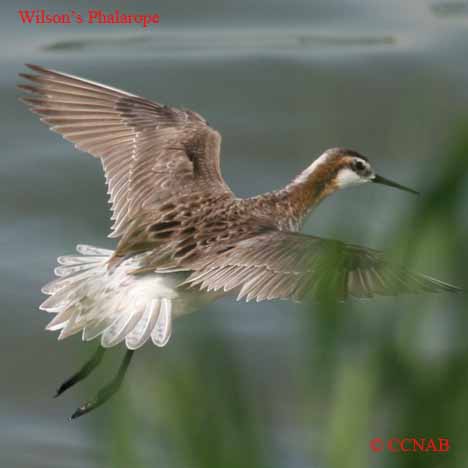 Birds of North America