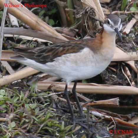 Birds of North America