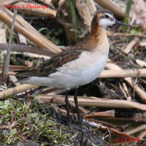Birds of North America
