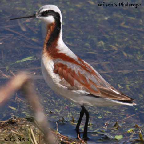 Wilson's Phalarope