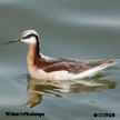 Wilson's Phalarope songs and calls