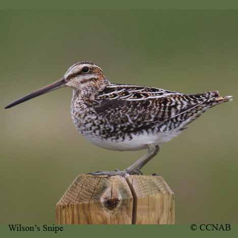 Birds of North America