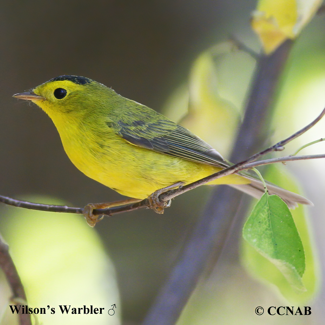 Birds of North America