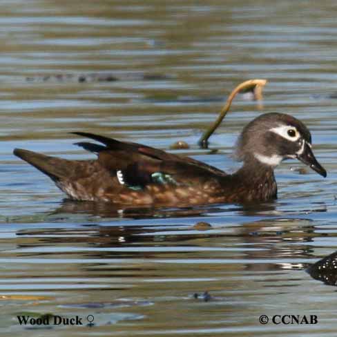 North American Ducks