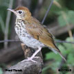 Wood Thrush songs and calls