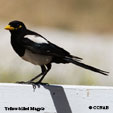 Yellow-billed Magpie songs and calls