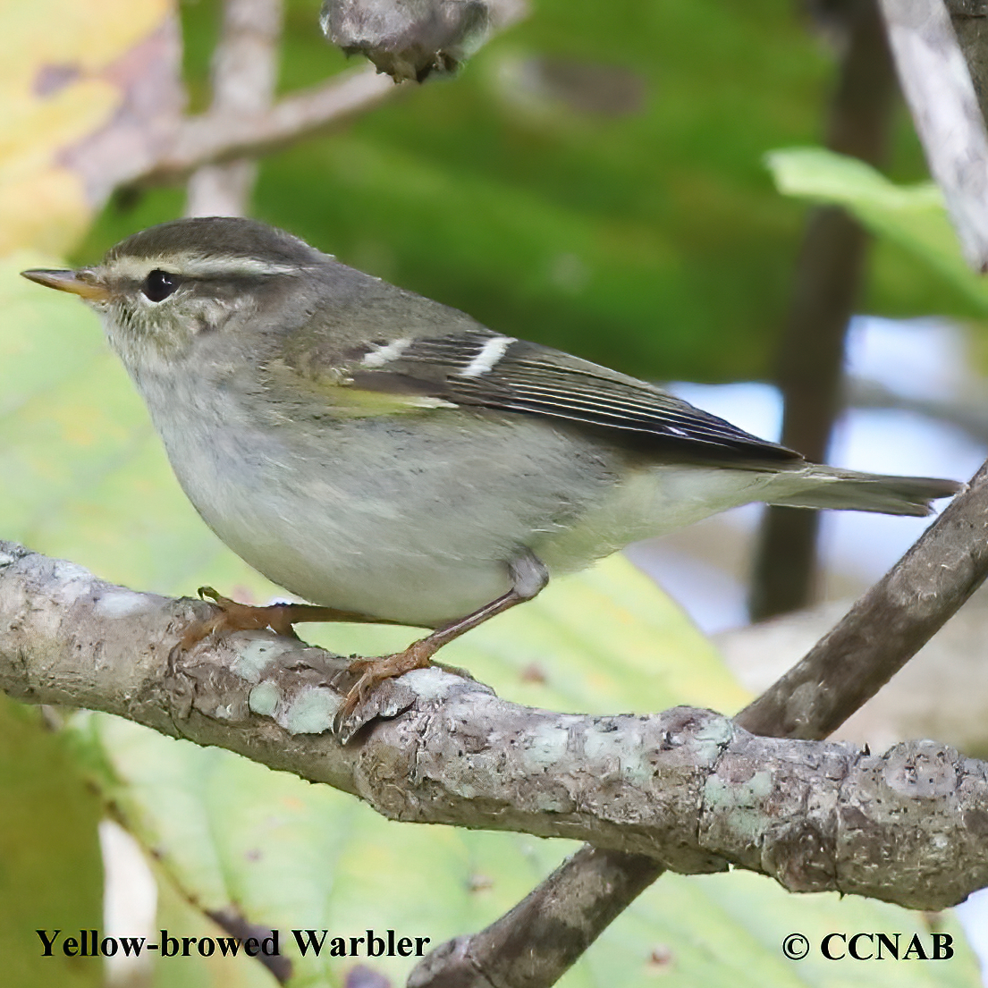 Yellow-browed Warbler