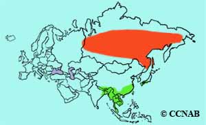 Yellow-browed Warbler range map