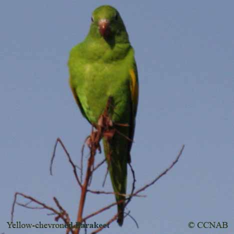 Birds of North America