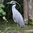 Yellow-crowned Night-Heron songs and calls