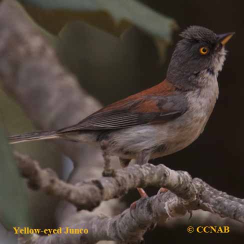 Birds of North America
